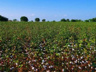 Производителите на памук получиха 5 млн. лв. субсидии