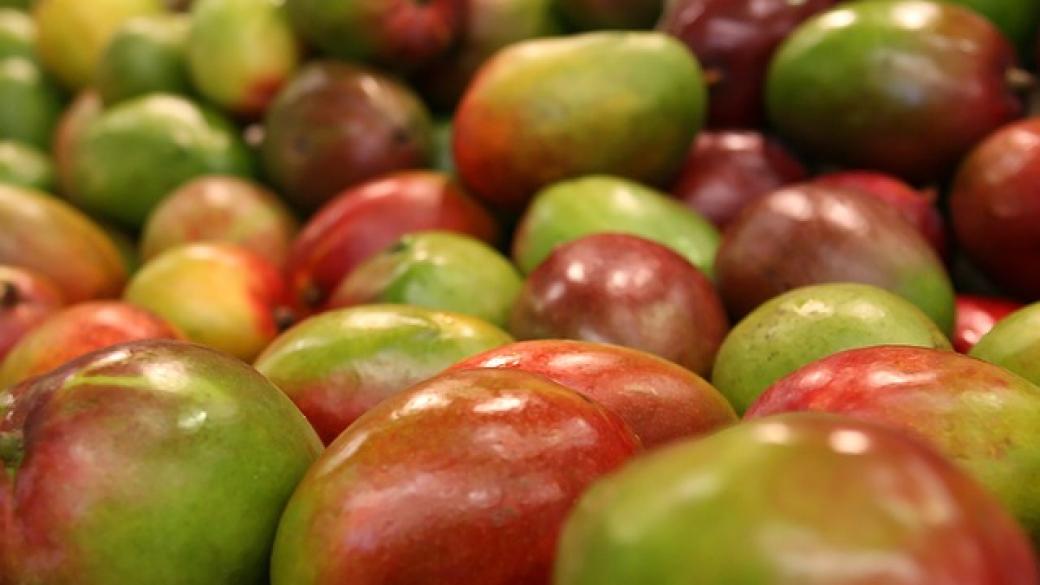 Филипините със свръхреколта от манго - 10 милиона плодове в излишък