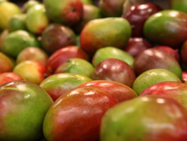 Филипините със свръхреколта от манго - 10 милиона плодове в излишък