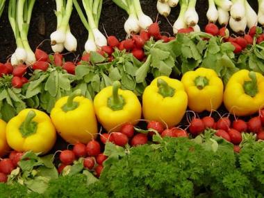 Регистър на производителите ще следи по-стриктно вноса на плодове и зеленчуци