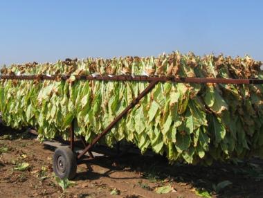 Турция е основен проблем за българските тютюнопроизводители