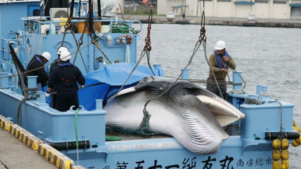 Учени призовават ЕК да откаже Япония от лова на китове