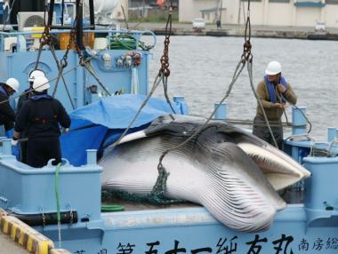 Учени призовават ЕК да откаже Япония от лова на китове