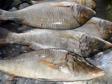 WWF: От днес ЕС ще разчита само на внос на риба и морски продукти