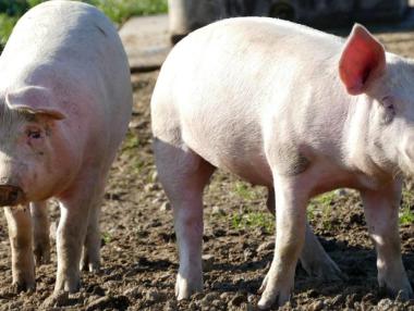 Африканската чума в Русенско е заплаха за икономиката на региона