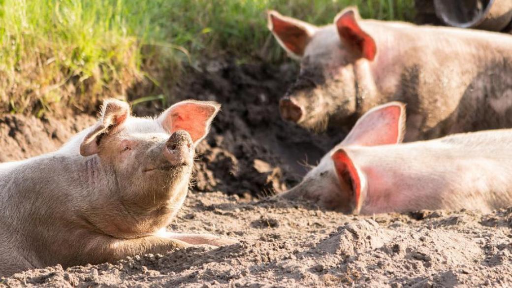 40 хил. животни в най-големия свинекомплекс в България ще бъдат умъртвени