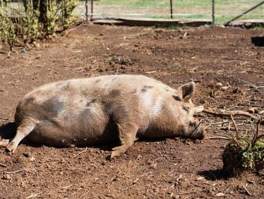 Трета индустриална ферма е засегната от свинската чума