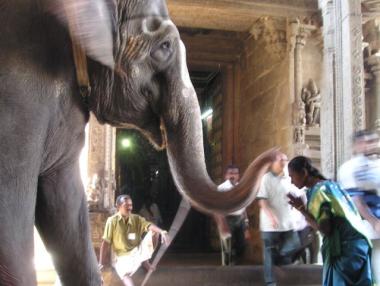 The Magnetic Power of Animals