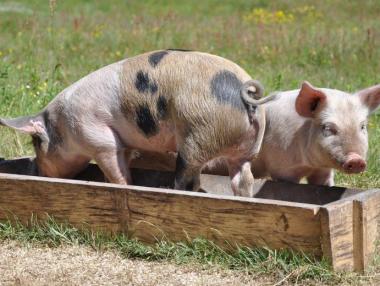 Започна избиването на прасета във Видинско