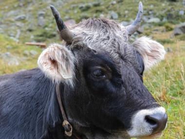 Животновъдите получиха над 23 млн. лв. по de minimis