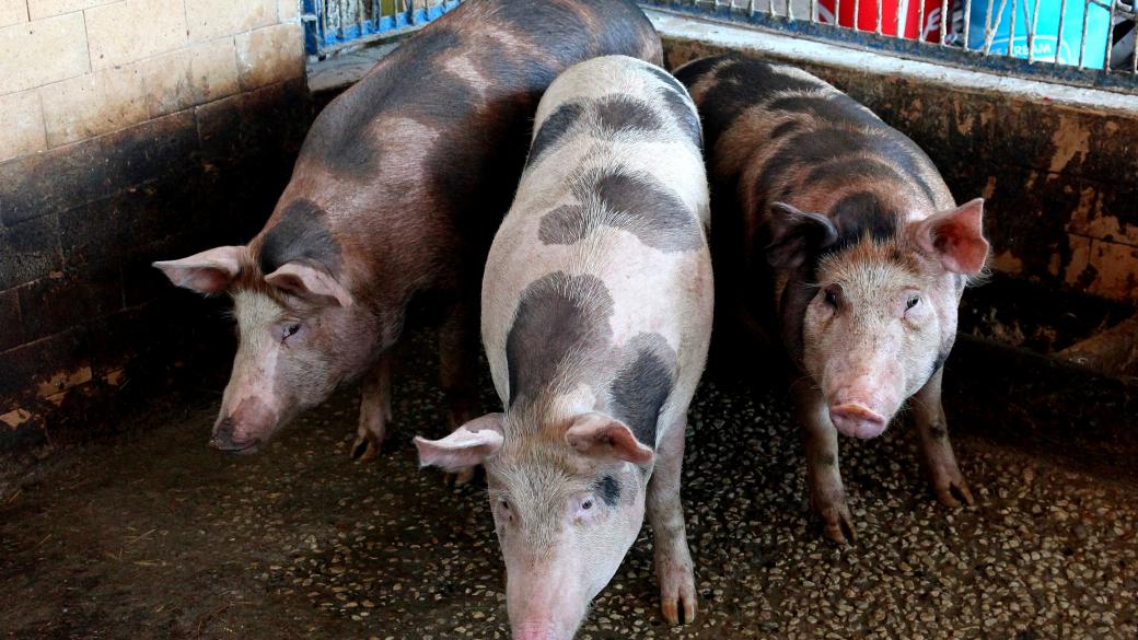 Четвърти голям свинекомплекс е засегнат от африканската чума