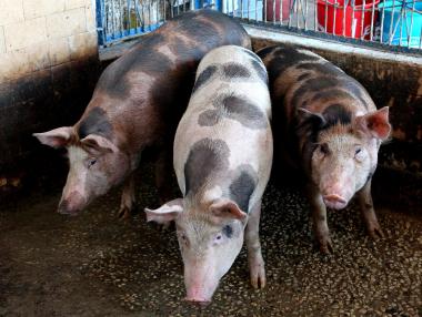 Четвърти голям свинекомплекс е засегнат от африканската чума