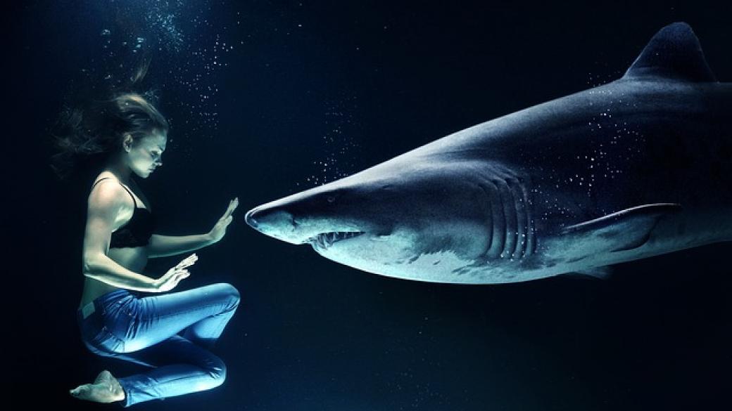 4 от най-интересните истории на близки срещи с акули