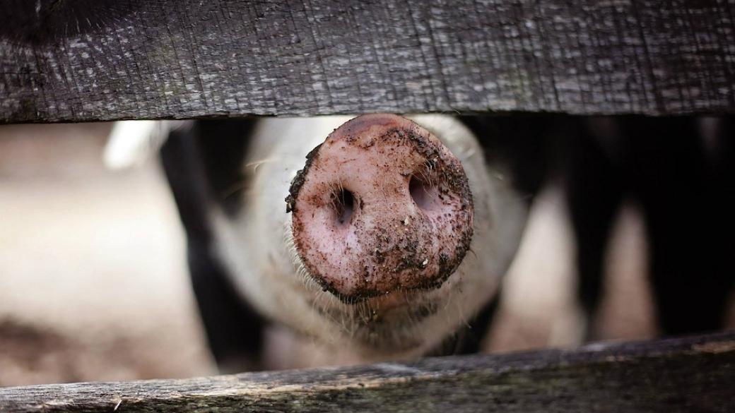 Китай може да загуби половината от свинете си заради чумата