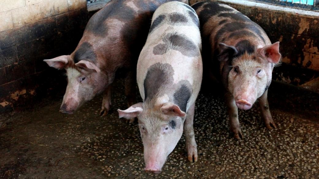 Държавата ще компенсира фермерите в Пазарджик за избитите им прасета