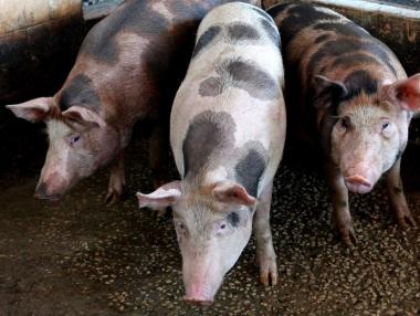 Държавата ще компенсира фермерите в Пазарджик за избитите им прасета