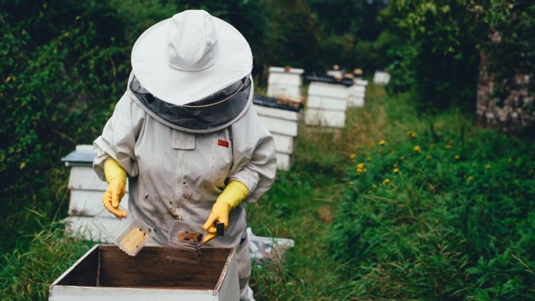 Българските пчелари са против споразумението ЕС-Меркосур