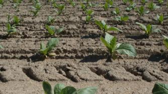 Производството на тютюн спадна с близо 50% за година