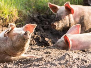 Срокът за доброволно умъртвяване на свинете в Южна България изтича днес