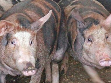 Започва принудителното евтаназиране на прасетата в Южна България