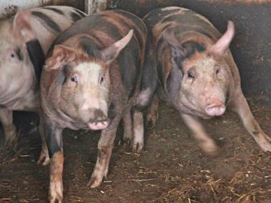 Кметовете, които не съдействат за умъртвяване на свинете, ще бъдат глобявани