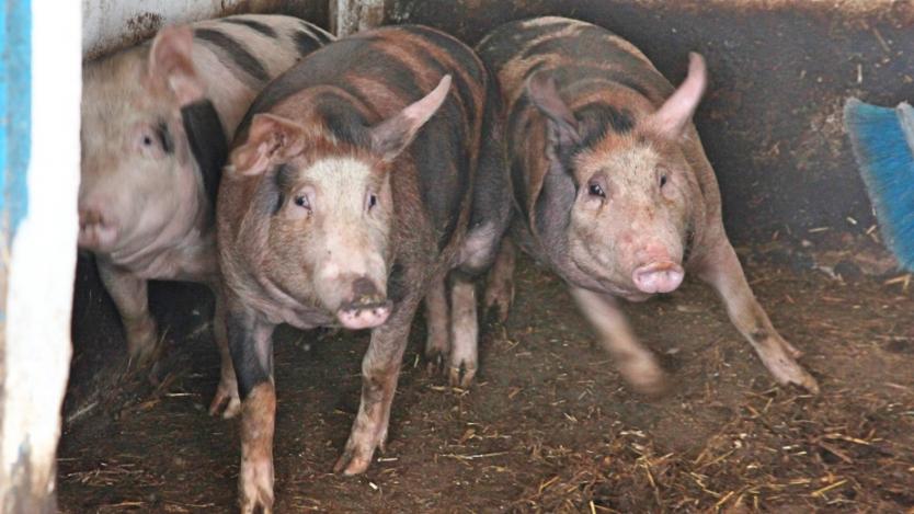 Кметовете, които не съдействат за умъртвяване на свинете, ще бъдат глобявани