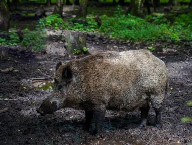 Всички дейности в горите с чума се забраняват