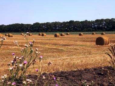 Без европейските субсидии българските земеделци са на загуба