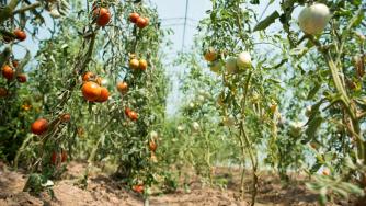 Биопроизводителите няма да получат субсидиите си тази година