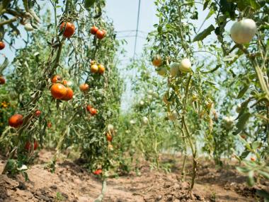 Биопроизводителите няма да получат субсидиите си тази година