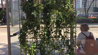 Диви лози пазят сянка на трамвайни и автобусни спирки във Виена