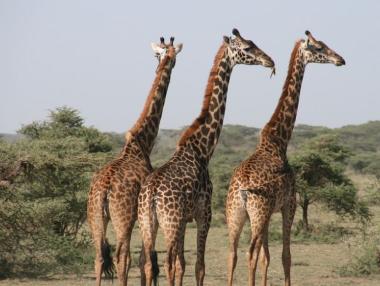 За първи път се въвежда регулация на търговията с жирафи