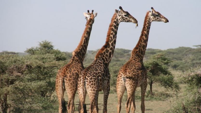 За първи път се въвежда регулация на търговията с жирафи