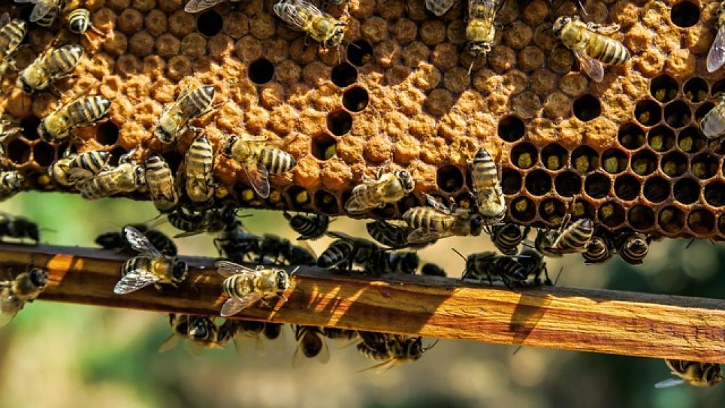 България прие изискванията на Китай за търговия с пчелен мед