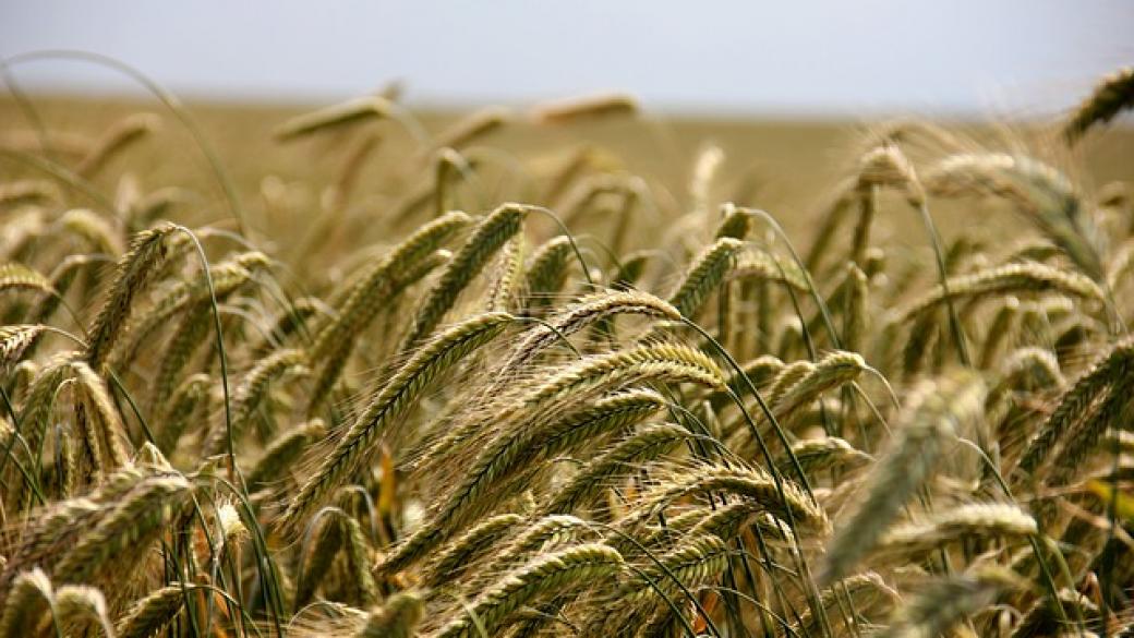 Цените на зърнените култури отчитат леко понижение