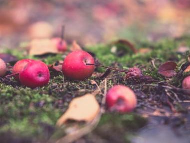 Над 150 фирми получиха еврофинансиране за селскостопанска продукция