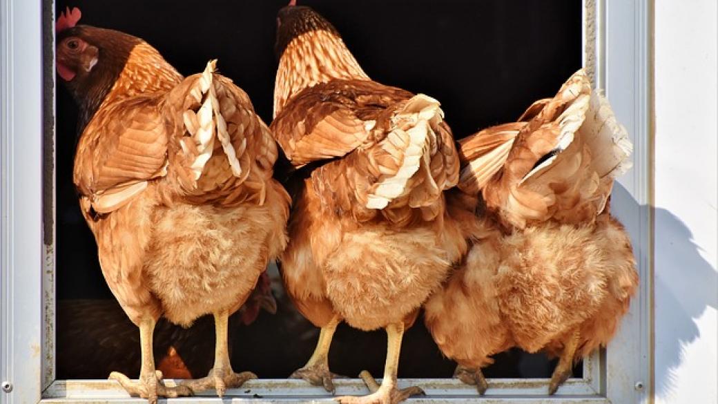 БАБХ започва проверки в птицефермите за птичи грип