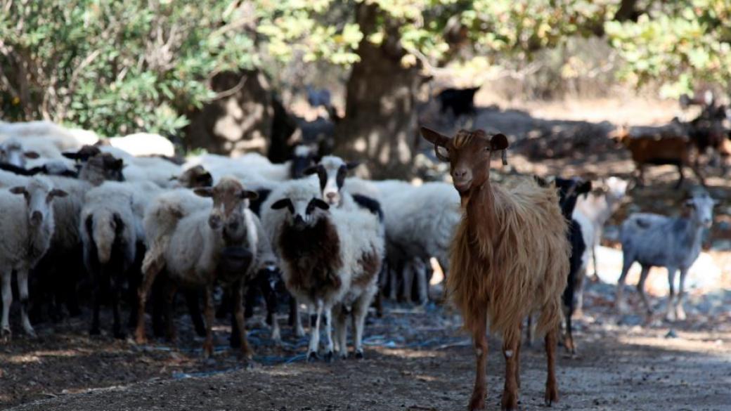 Десетки хиляди кози унищожават цял гръцки остров