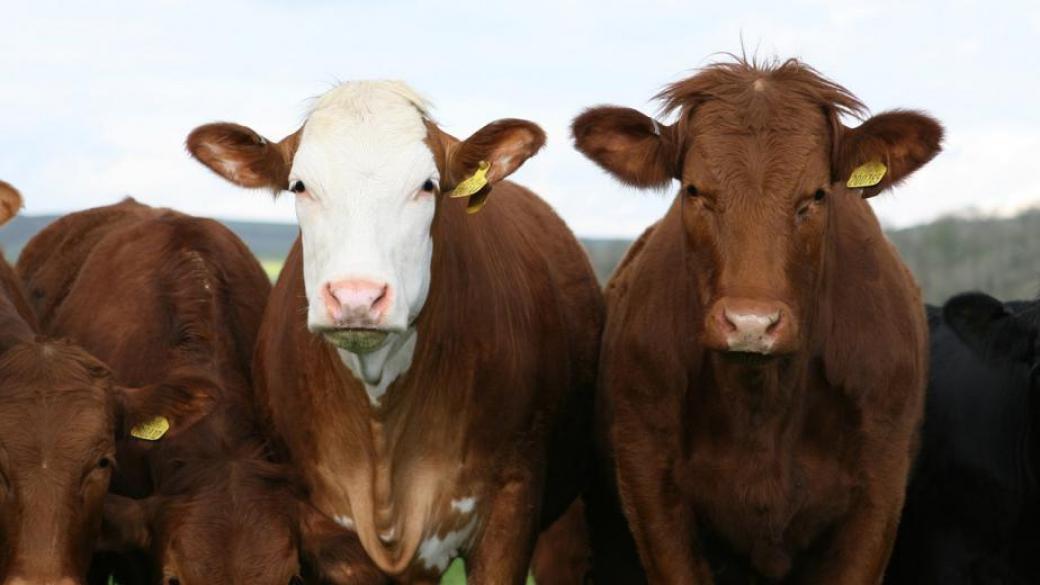 Фонд „Земеделие“ преведе 19 млн. лв. на животновъдите