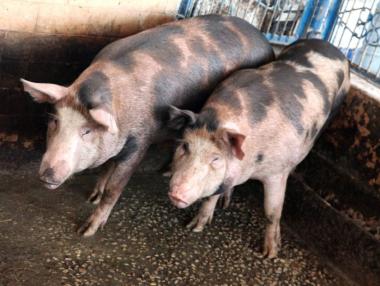 Представиха нови мерки за справяне с Африканската чума у нас