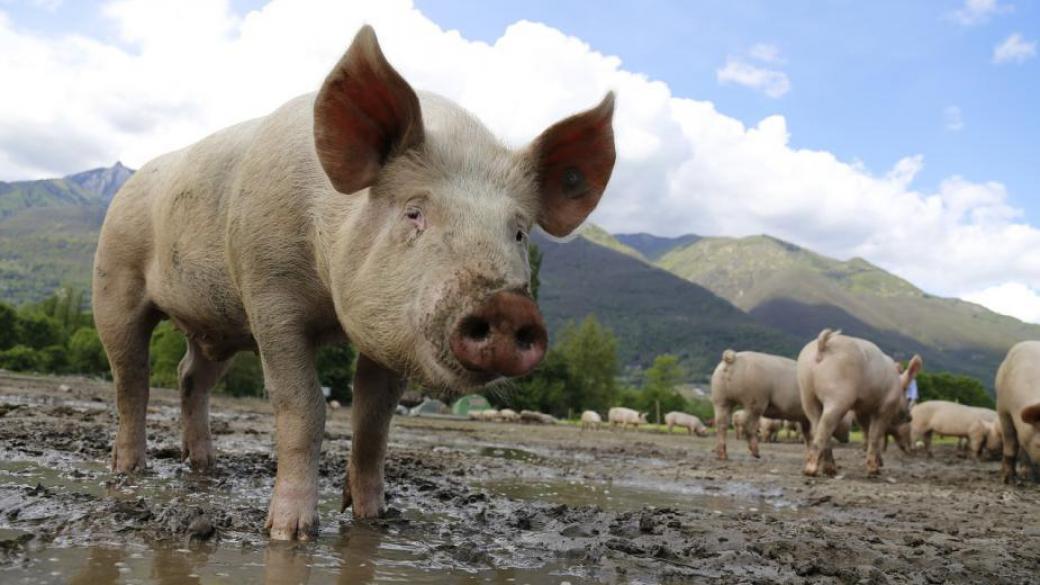 Свиневъдите плучиха 4.3 млн. лв. за хуманно отношение към животните