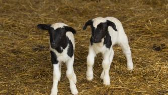 Регистрацията на личните стопанства тип „заден двор“ ще е безплатна