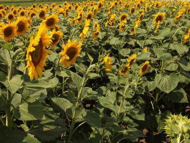 NYT: Земеделските субсидии в ЕС се използват за обогатяване на олигарси