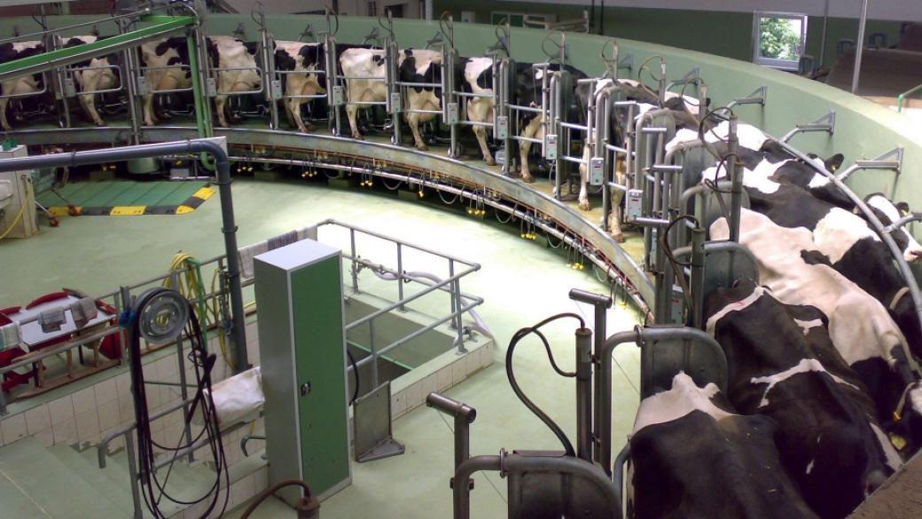 Най-големият производител на мляко в САЩ фалира