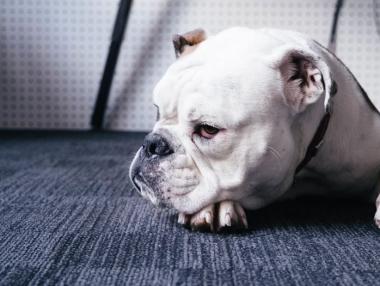 Неочаквана спънка в бизнеса с доставки на храни по домовете - кучетата