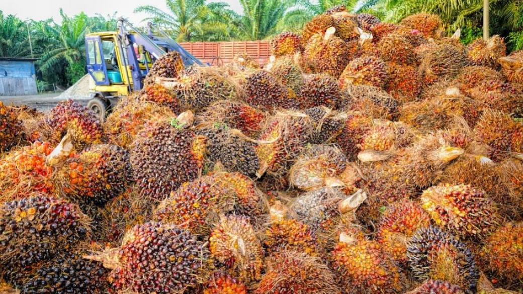 Индонезия заведе дело срещу ЕС заради палмовото масло