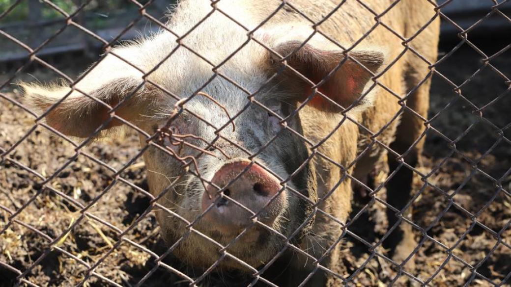 Всички животни в свинекомплекса на „Бони“ в Никола Козлево ще бъдат умъртвени