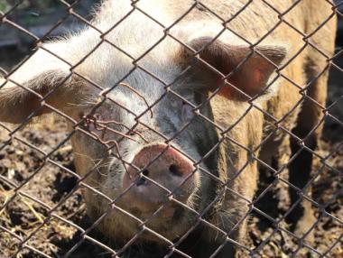 Всички животни в свинекомплекса на „Бони“ в Никола Козлево ще бъдат умъртвени
