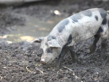 Правителството облекчава режима на регистрация на личните стопанства
