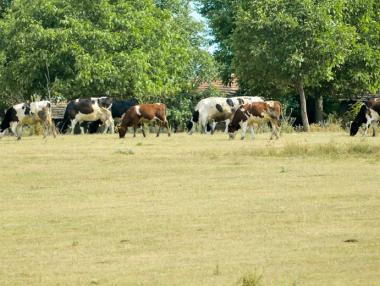 Земеделското министерство предлага увеличение на субсидиите за малките ферми